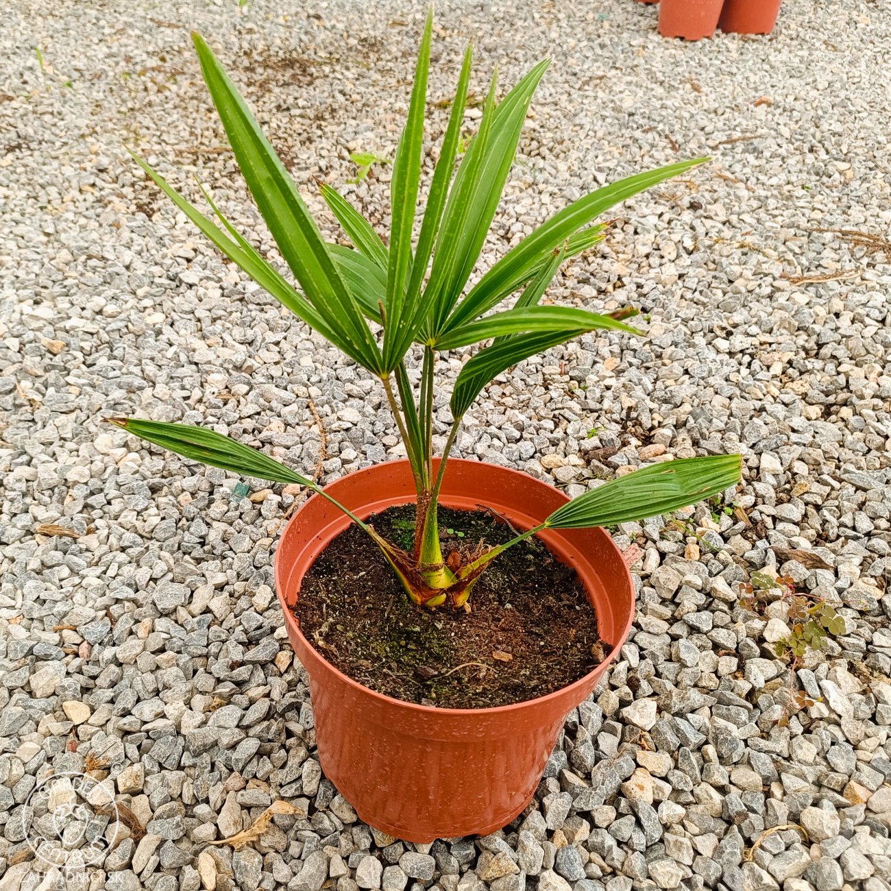 Obrázok Palma konopná (Trachycarpus fortunei) - výška 20-30 cm, kont. C3L ( -17°C)